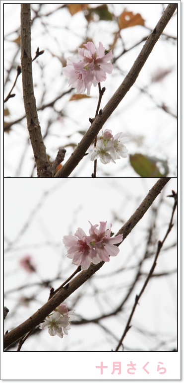 桜咲く。。。。。_c0167576_6543381.jpg