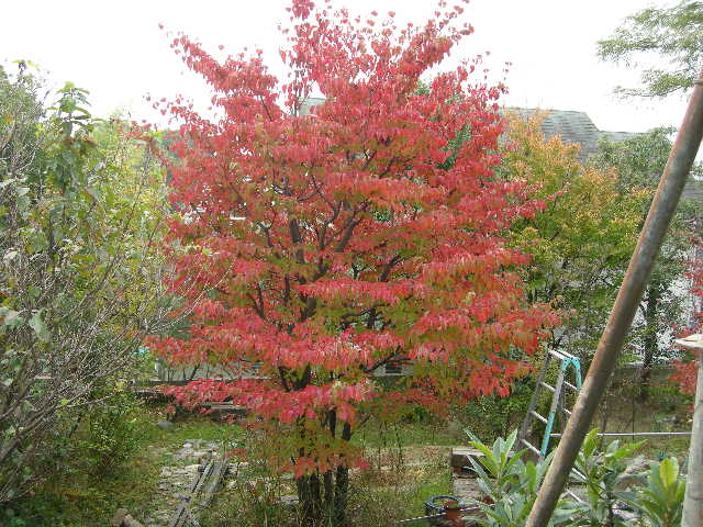 ヤマボウシの紅葉 みのむし日記