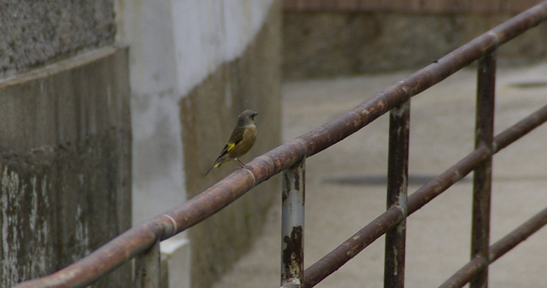 近所の野鳥　秋の日　　その②_e0197884_2050748.jpg