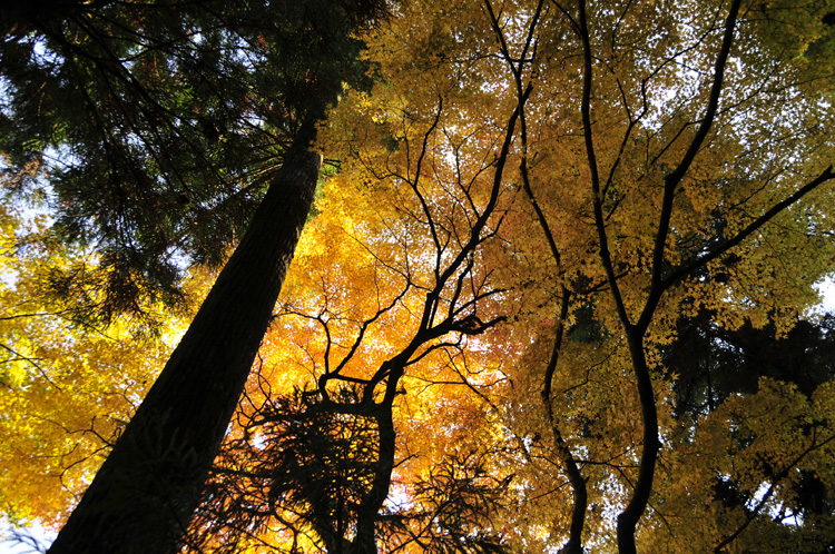 比叡山延暦寺_f0180085_7384573.jpg