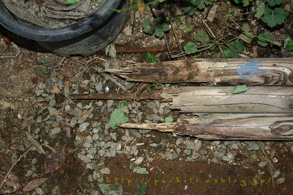 d0166303_01451.jpg