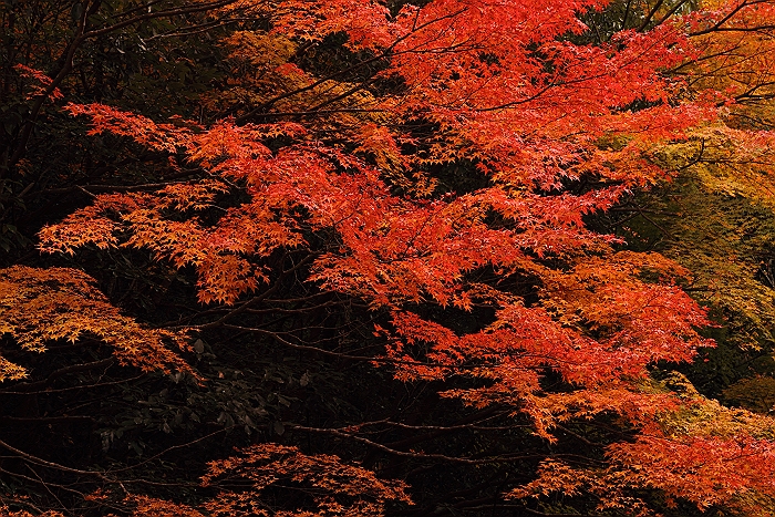 岡山総社市 豪渓の紅葉 鞆の浦ロマン紀行 岡山総社市 豪渓の紅葉 鞆の浦ロマン紀行