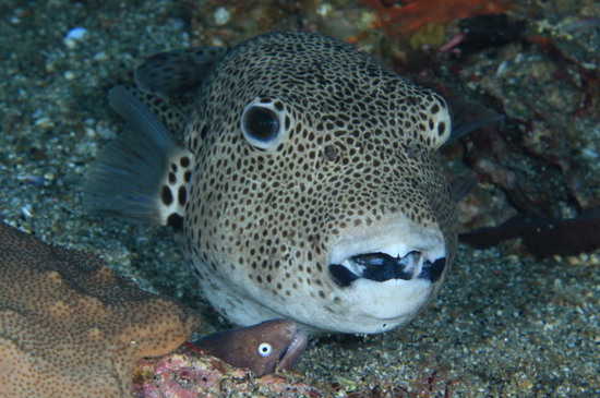 一枚上手のモヨウフグ 屋久島の海で生きる者たち