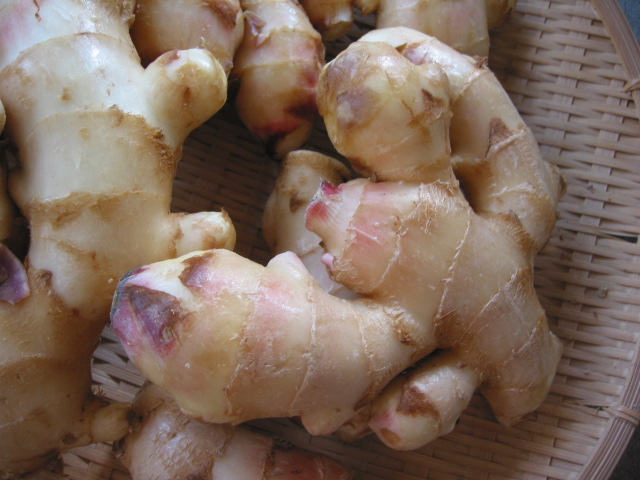 「七山七福生姜 1」_a0120513_18225314.jpg