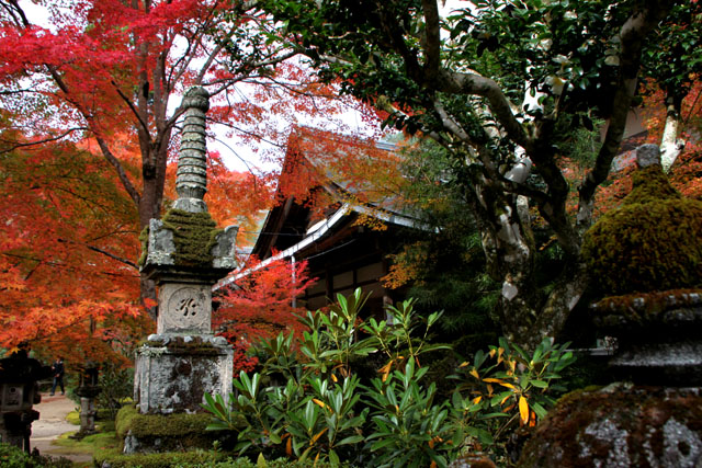 槙尾山　西明寺　紅葉さかり_e0048413_21103571.jpg