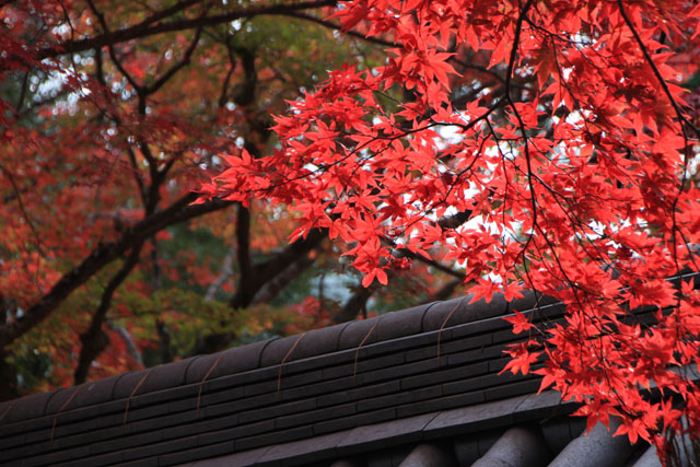 槙尾山　西明寺　紅葉さかり_e0048413_21105398.jpg