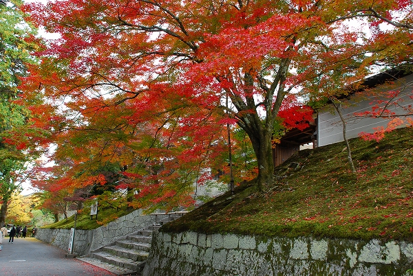 紅葉　－　曼朱院_a0114714_2110717.jpg