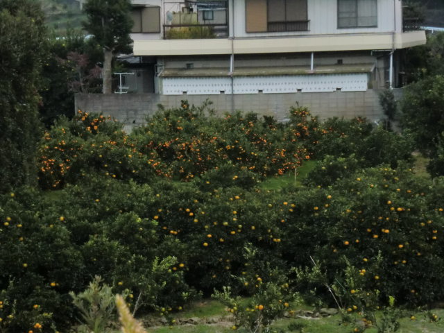 a0147416_11154927.jpg
