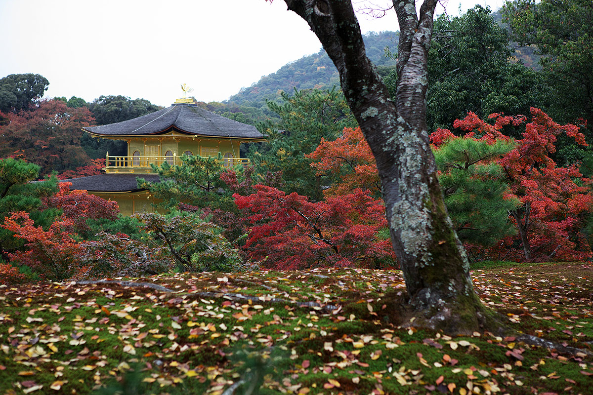 京都の紅葉_c0115616_20565278.jpg