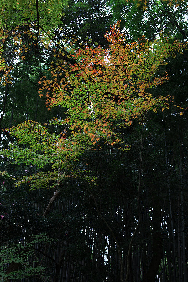 京都の紅葉_c0115616_20573899.jpg