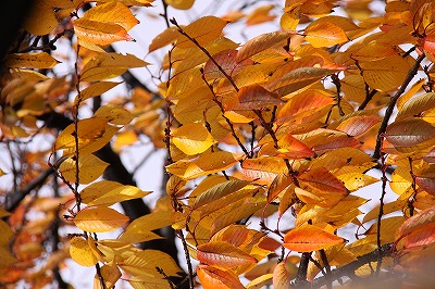 東北の旅・・・奥入瀬渓谷_a0087818_19441052.jpg