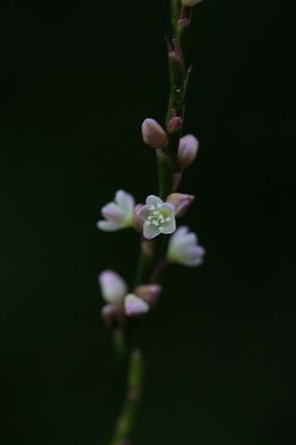 高尾山の花　　ハナタデ_a0040021_20283084.jpg