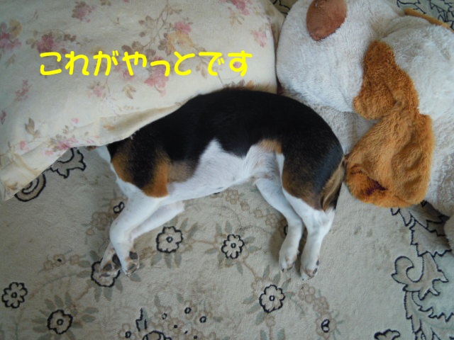 c0166622_10493352.jpg