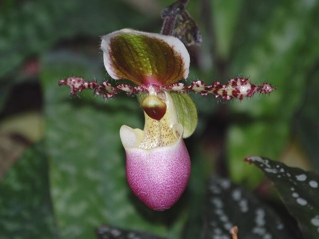 パフィオペディルム・リーミアヌム 花の仲間調べ