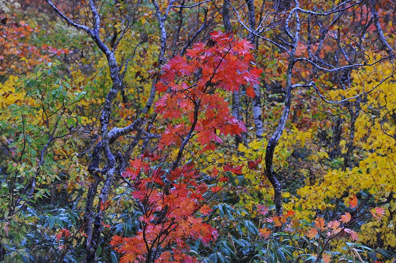 八甲田　紅葉満開図_f0050534_13133710.jpg