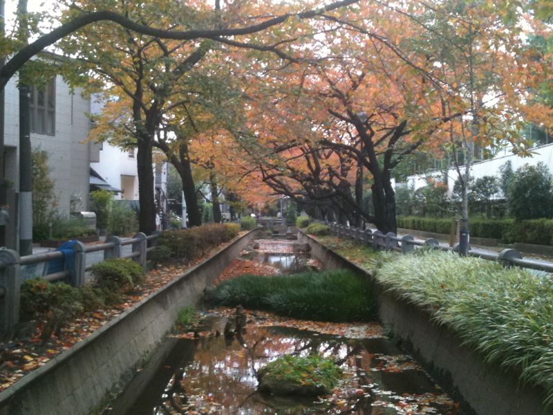 世田谷の紅葉_f0209434_22513236.jpg