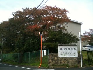 世田谷の紅葉_f0209434_22522136.jpg