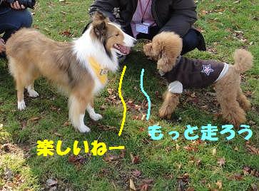 山中湖~走って♪泳いで♪その3_e0195743_12232638.jpg