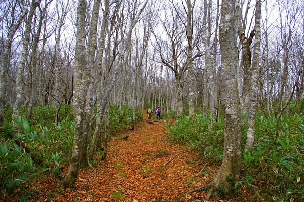 20101114_南雁戸山（ブドウ沢から）_c0081645_22503320.jpg