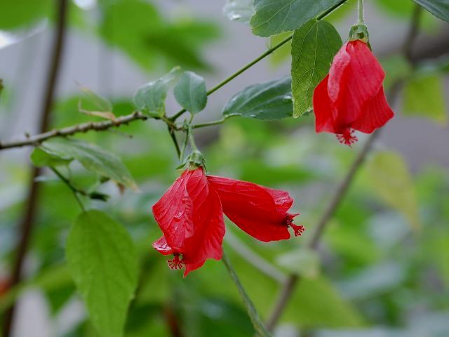 頷き姫芙蓉 ウナズキヒメフヨウ ポピュラーな花