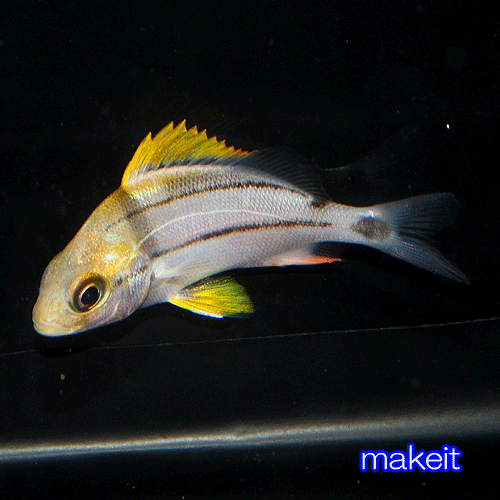 海水魚 リムフォを食べる インドニシキも来たよ オススメ情報 Makeit 店長のつぶやきブログ