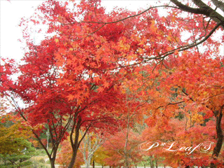 c0176651_15323562.gif