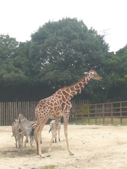 動物園へ_d0172259_20403012.jpg