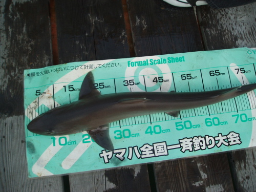 つばきマリーナ秋季釣り大会_a0077071_15445445.jpg