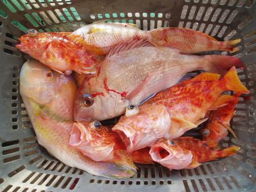 つばきマリーナ秋季釣り大会_a0077071_15492836.jpg