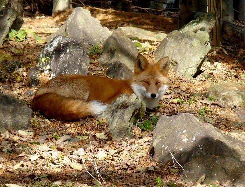 １１月・　キタキツネ と アカナラ_d0084473_2014256.jpg