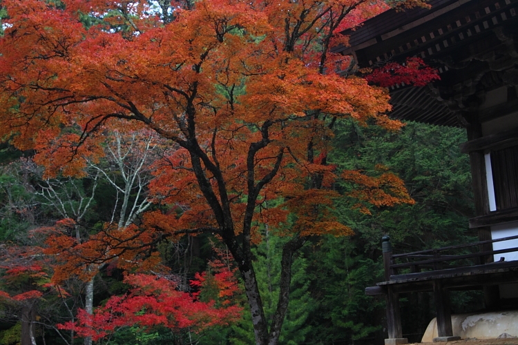 紅葉の高雄 ~神護寺~_e0051888_2247421.jpg