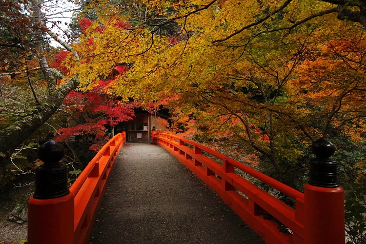 紅葉の高雄 ~西明寺~_e0051888_2253261.jpg