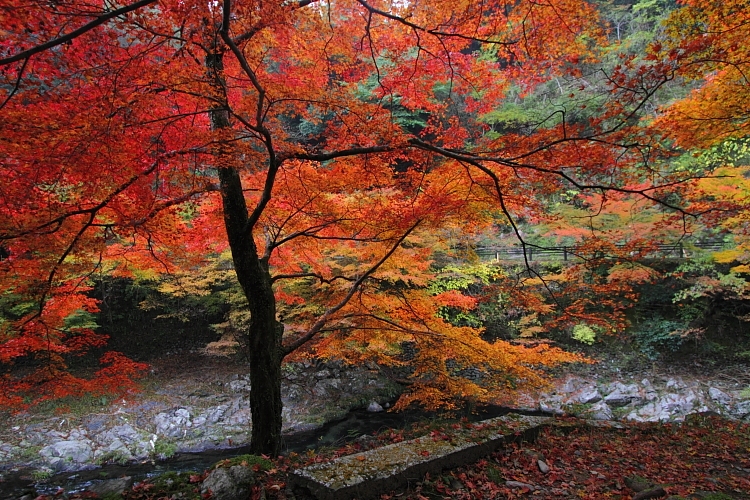紅葉の高雄 ~西明寺~_e0051888_22533442.jpg