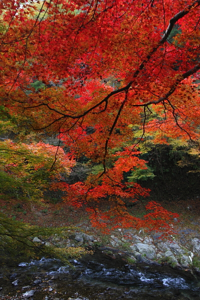 紅葉の高雄 ~西明寺~_e0051888_22583881.jpg