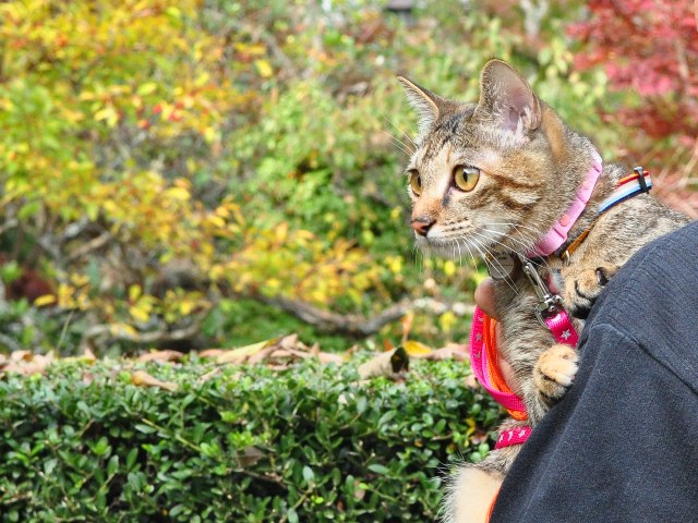 美しい季節に入りました_a0126590_5431320.jpg