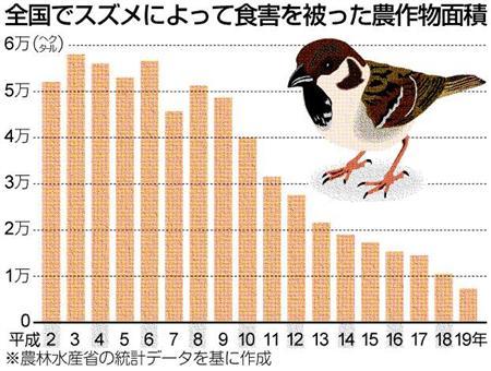 ★「スズメが減っている」のは本当?_a0028694_10153456.jpg