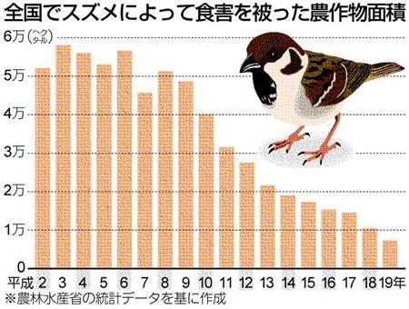 ★「スズメが減っている」のは本当？_a0028694_10153456.jpg