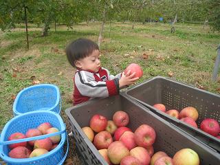 りんご狩り　in　長野（＾＾）_e0144903_0235198.jpg