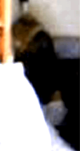 e0103408_14145870.gif