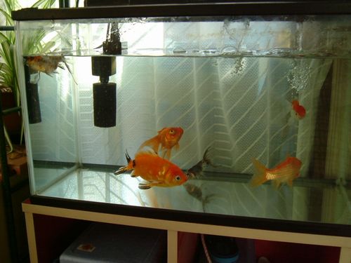 金魚は元気です が パソコン De あれこれ