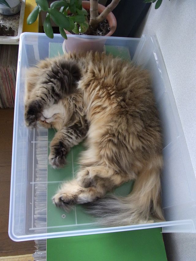 猫はプラスチックケースも好きみたい_c0025115_19355755.jpg