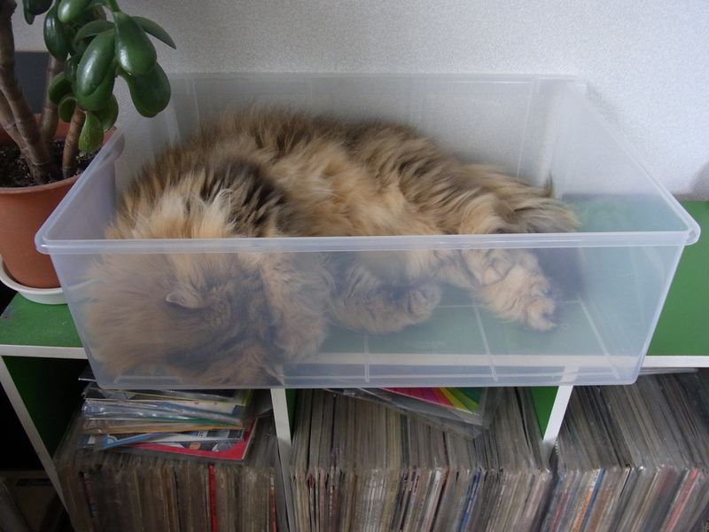 猫はプラスチックケースも好きみたい_c0025115_19361952.jpg