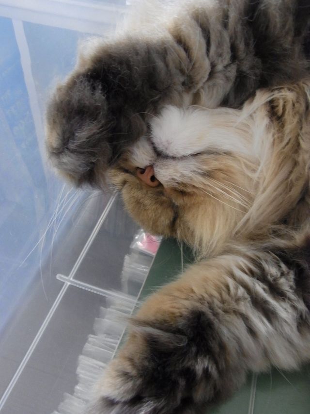 猫はプラスチックケースも好きみたい_c0025115_1936689.jpg