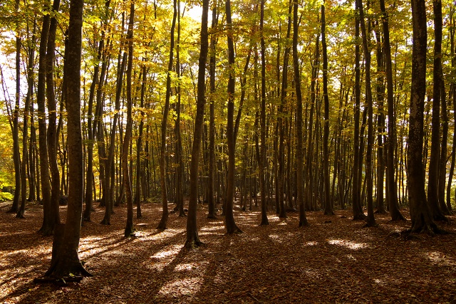 2010年シーズン紅葉　十日町市の美人林　　～新潟県十日町市～_c0055515_23264251.jpg