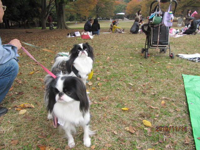 １１月の狆のお散歩会♪_c0200916_2259921.jpg