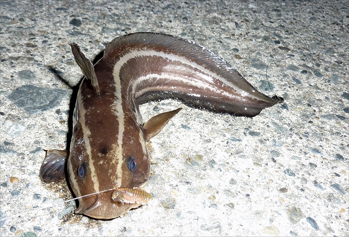 富浦港 旧 夜釣りとおきむらボート 生き物と道具 by 千葉の千太郎 千葉千 富浦港 旧 夜釣りとおきむらボート 生き物と道具 by 千葉の千太郎 千葉千