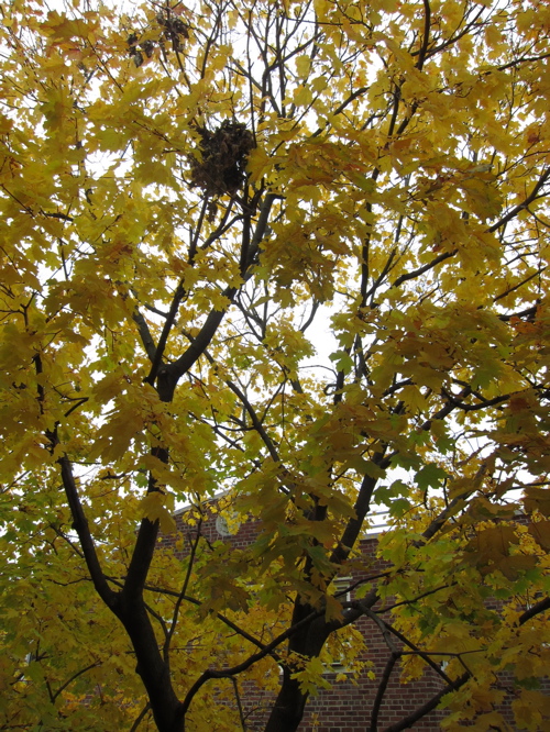 Autumn Leaves from my Kitchen_c0120817_4182113.jpg