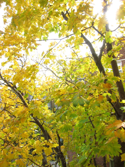 Autumn Leaves from my Kitchen_c0120817_4195226.jpg