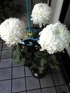 f0206918_86637.jpg