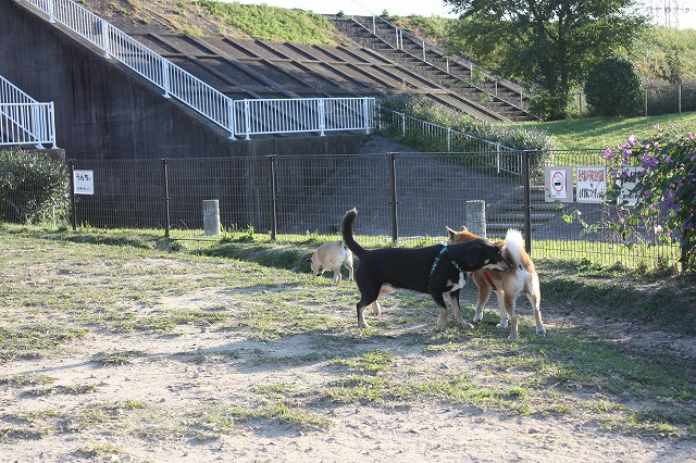 公園へ行こうシリーズ３６　～庄内緑地公園編～　その１　ドックラン編_e0162524_12232322.jpg